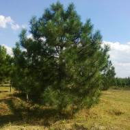 Саженец сосны крымская в контейнере