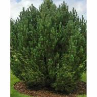 Саженец сосны крючковатой в контейнере