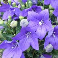 Платикодон Mariesii