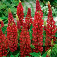 Люпин многолетний My Castle