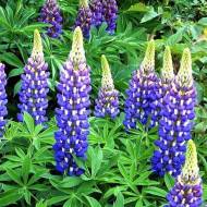 Люпин многолетний Governor