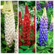 Комплект з 3-х люпинів