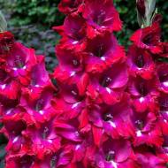 Гладіолус Сан Сіро