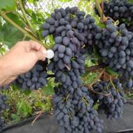 Саджанець Виноград Руслан в контейнері