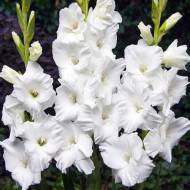 Гладіолус Бангладеш