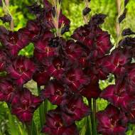 Гладіолус Пескаро