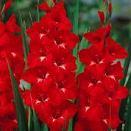 Гладіолус Червоний король