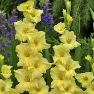 Гладіолус Ранкове золото