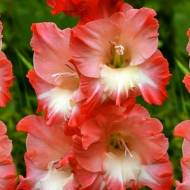 Гладіолус Хеопс