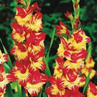 Гладіолус Стерео