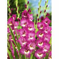 Гладіолус Пісня вітру