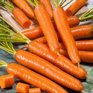 Морква Амстердамська