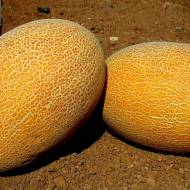 Диня Фортуна за 2 г