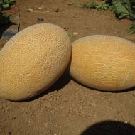 Дыня Фортуна за 2 г