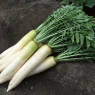 Редька Дайкон Дракон за 3 г