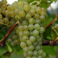 Саджанець виноград Совіньон Блан (винний)