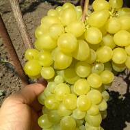 Саджанець виноград привитий Цимус