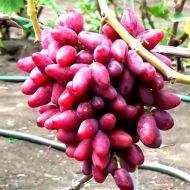 Саджанець Виноград Талдун (щеплений) в контейнері