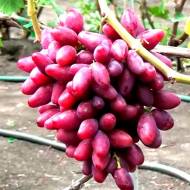 Саджанець Виноград Талдун (щеплений) в контейнері