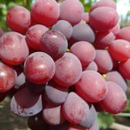 Саджанець виноград привитий Фаетон