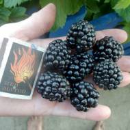 Саджанець ожина Вон в контейнері