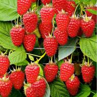 Саджанець малина Жар-птиця в контейнері