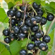 Саджанець смородина Бен Конан в контейнері