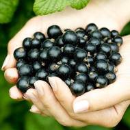 Саджанець смородина Софіївська в контейнері