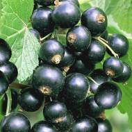 Саджанець смородина Титанія в контейнері