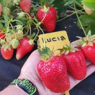 Саджанець суниця садова Лючія в контейнері