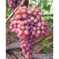Саженец виноград привитый Лучистый (кишмиш)