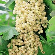 Саженец смородины Десертная в контейнере