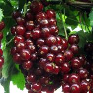 Саженец красная красавица в контейнере