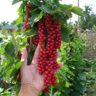 Саженец смородина Ровада в контейнере