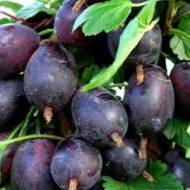 Саджанець агрус Чорносливовий в контейнері