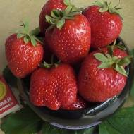 Саджанець суниця садова Гурмандін в контейнері