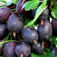 Саженец крыжовник Черносливовый в контейнере