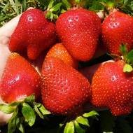 Саженец Клубника садовая Монтерей в контейнере