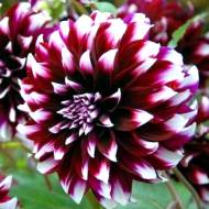 Жоржина Duet (декоративна)