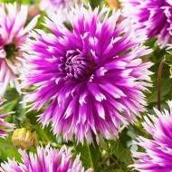 Жоржина Table Dancer (оленячі роги)