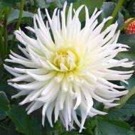 Жоржина Playa Blanca (кактусова)