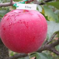 Саженец Яблоня Элиза (Элизе/Лиза/Elize) в контейнере