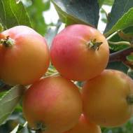 Саженец Яблоня Вирджиния Креб в контейнере