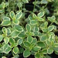 Саджанець Тим’ян (чебрець) Alba variegata в контейнері