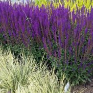 Саджанець Шавлія дібровна Caradonna в контейнері