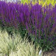 Саджанець Шавлія дібровна Caradonna в контейнері