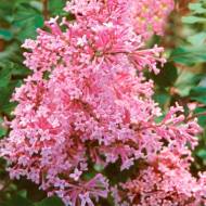 Саженец сирени Мейера Pink Parfum в контейнере