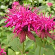 Саженец монарды Marshall's Delight (бергамота) в контейнере