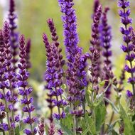 Саженец шалфея дубравного Caradonna в контейнере