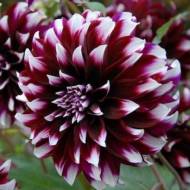 Георгина Duet (декоративная)